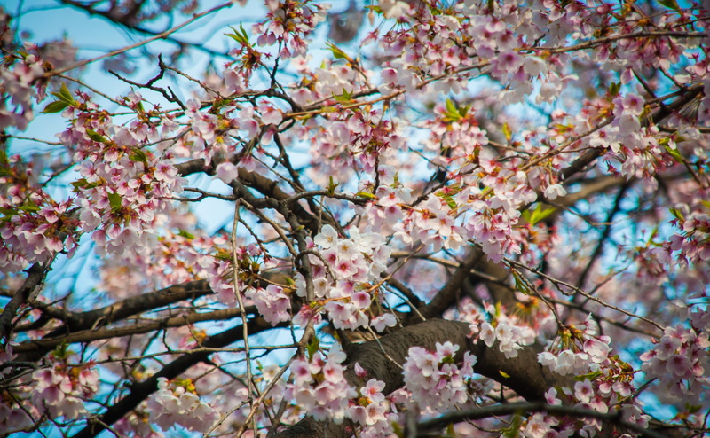 primavera, close-up, vulnerability, cherryblossom, beauty in nature, growth, Spring, pink, cherry blossom, sakura, branch, Seoul, nature, freshness, flower head