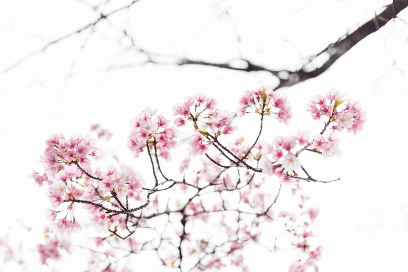 branch, shift, tilt, pink flower, flower, nature, pink color, freshness, cherry, springtime, no people, bunch of flowers, japan, tree, close-up, delicate