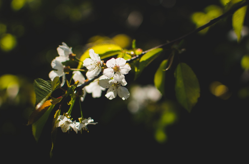 cherryblossoms, forest, bokeh, no people, flowers, flower, acanthaceae, flower head, fragility, naturallight, detail, 5K, beauty in nature, blossom, spring