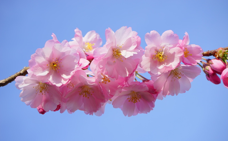 Branch, petal, flower, cherryblossom, outdoors, bunch of flowers, sky, blossom, growth, low angle view, blossoms, floweringtime, flower head, beauty in nature