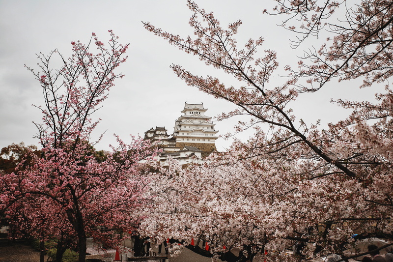 4K, history, low angle view, blossom, tank, tree, military, vehicle, nature, pink color, cherry tree, fragility, outdoors, springtime, flower, flowering plant
