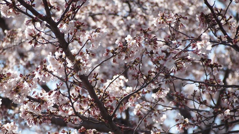 fragility, no people, sakura, 4K, growth, flower head, close-up, cherry blossoms, focus on foreground, outdoors, branch, flower, april, nature, tree, season