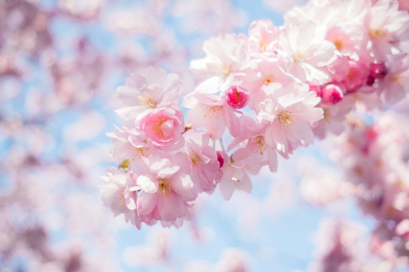 inflorescence, kungsträdgården, freshness, cherry tree, 5K, close-up, sweden, growth, leafs, blossom, petal, vulnerability, flowers, no people, pink color
