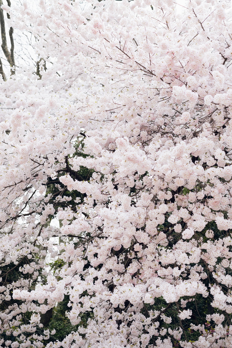cherryblossom, white color, backgrounds, 5K, flowering plant, nature, bloom, no people, close-up, sakura, plant, tree, vulnerability, growth
