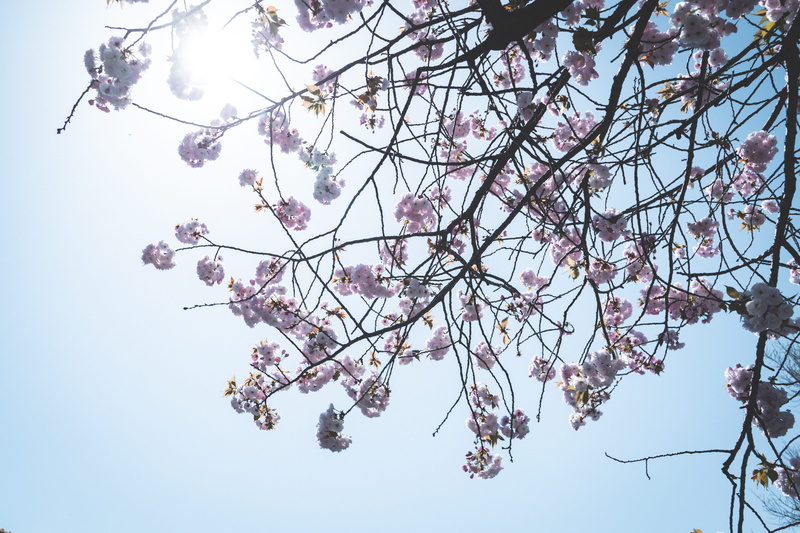 fragility, sky, cherryblossom, cherry tree, growth, branch, tree, low angle view, bird, outdoors, petal, blossom, produce, nature, vulnerability, fruit