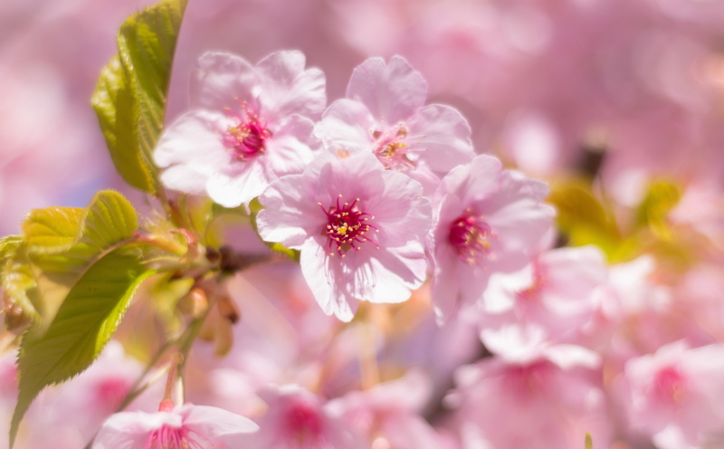 cherryblossoms, petal, inflorescence, outdoors, Pink, fragility, Flowers, Blossoms, 5K, nature, blossom, selective focus, beauty in nature, okazakishi