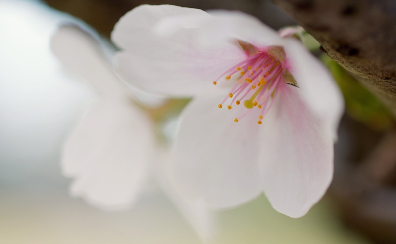 fragility, blossom, outdoors, no people, cherry blossom, plant, pink color, soft focus, pollen, beauty in nature, vulnerability, freshness, Spring, flowering plant