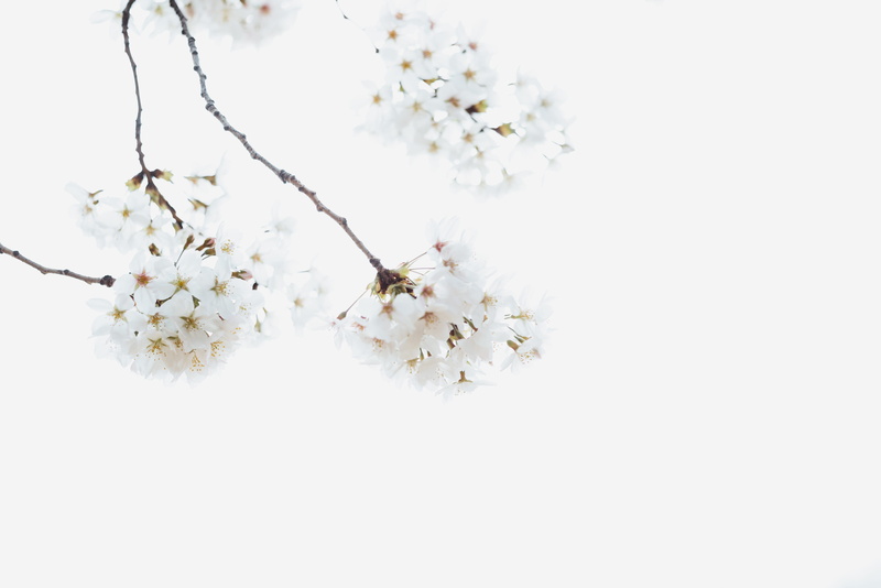 flower, no people, pollen, fragility, blank space, white, studio shot, zen, vulnerability, close-up, blossom, spring, bunch of flowers, white color, plant