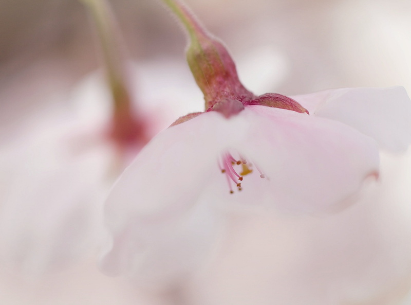 beauty in nature, Beautiful, himi, inflorescence, plant, flower, Japan, toyamaprefecture, growth, Macro, sakura, cherry blossom, vulnerability, pollen