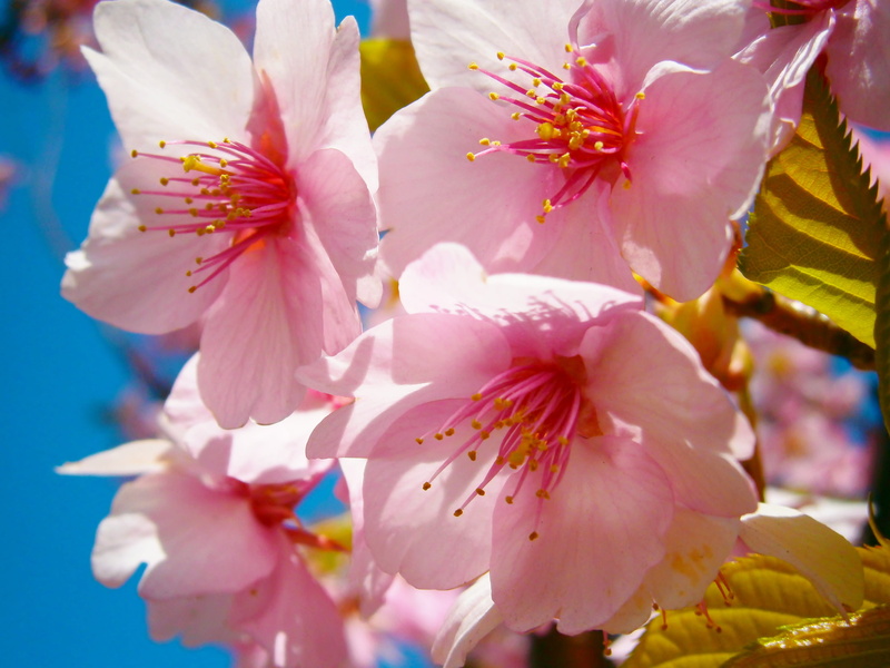 springtime, vulnerability, Cherryblossom, Pink, blossom, season, close-up, pink color, no people, stamen, fragility, petal, beauty in nature, plant, cherry tree