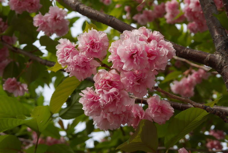 beauty in nature, freshness, cherry, 1080P, flowering plant, tree, outdoors, natural, flower, branch, pink, plant, growth, spring, botany, petal, focus on foreground