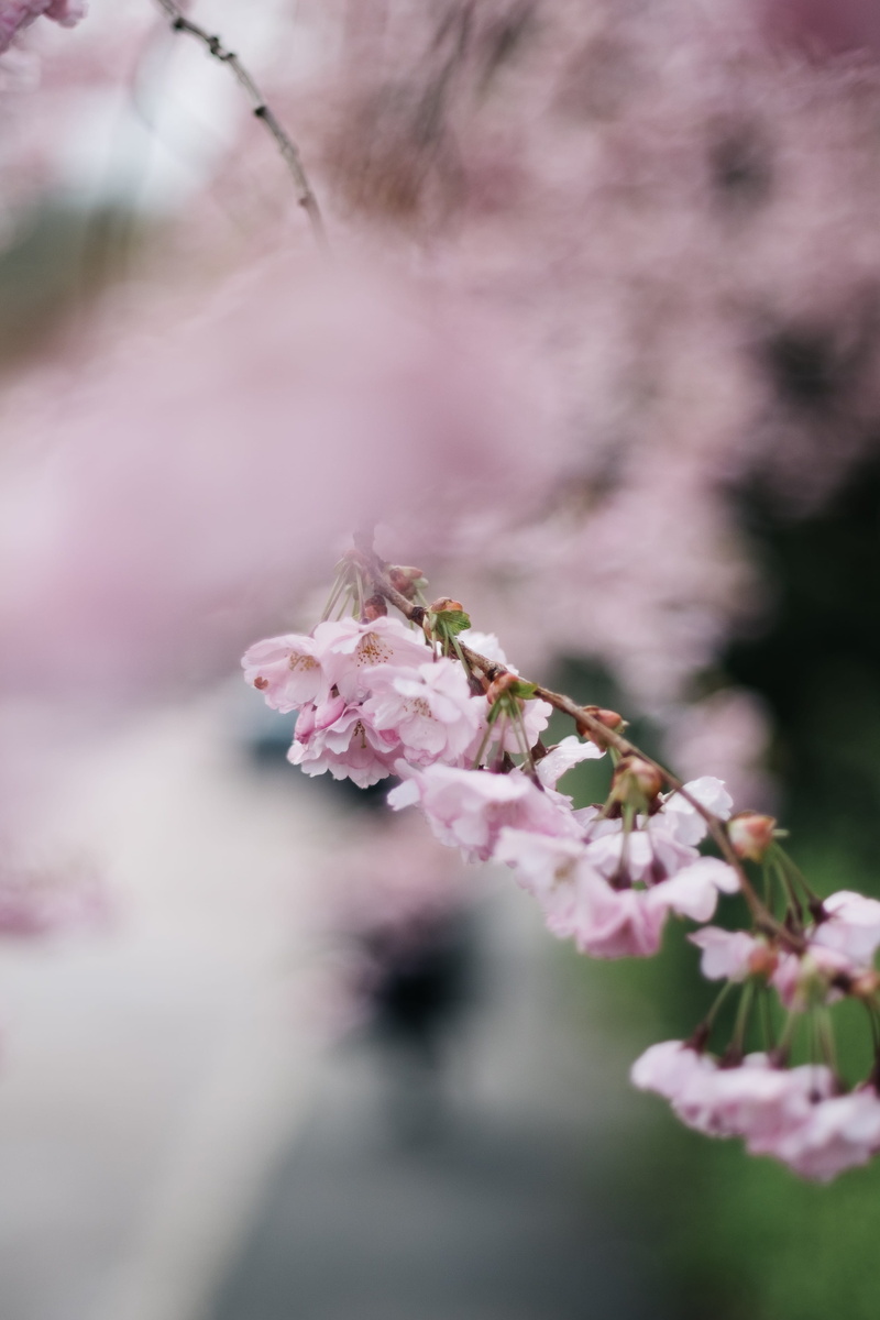 4K, shallow, nature, no people, sakura, pink, mood, blossoms, blossom, spring, cherry, flowering plant, beauty in nature, cherryblossom, outdoors, selective focus
