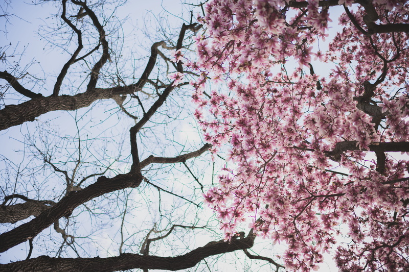 forest, day, sky, flower, freshness, beauty in nature, plant, nature, 8K, fragility, spring, branch, no people, blossom, cherryblossom, growth, hd