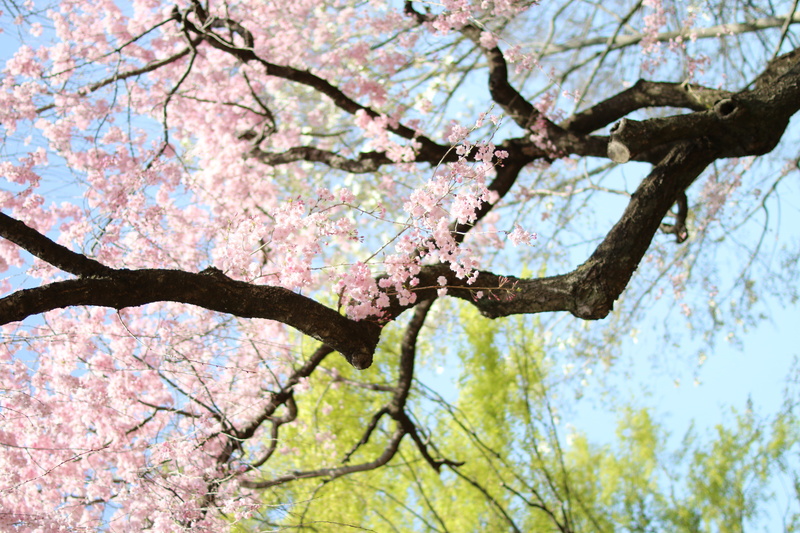 blossom, flowering plant, growth, cherry blossom, cherryblossom, low angle view, flower, day, fragility, focus on foreground, beauty in nature, nature