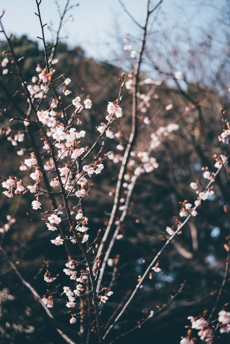 flowering plant, springtime, fragility, cherryblossom, plant, cherry blossom, blossom, 5K, freshness, outdoors, growth, spring, focus on foreground, branch