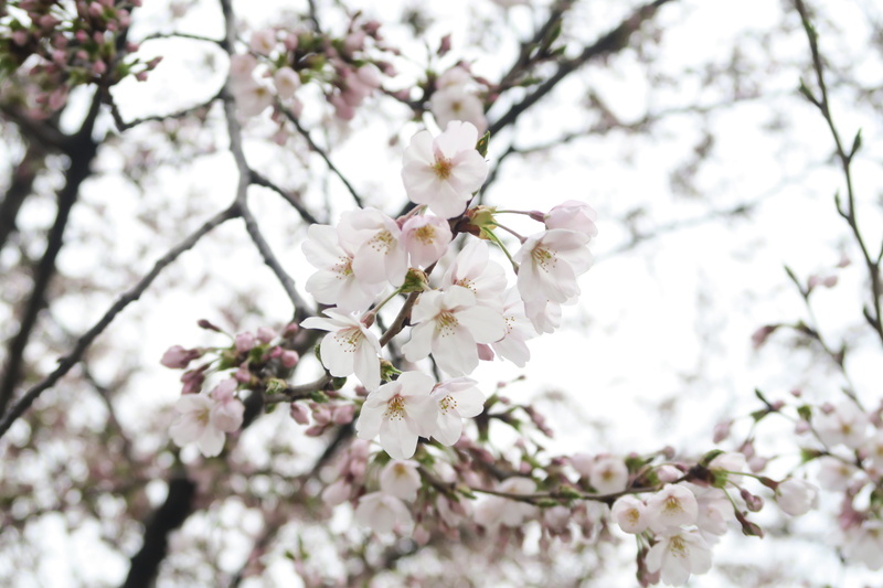goggles, pink color, day, accessory, cherry tree, flower head, pink, twig, nature, pollen, flowering plant, branch, beauty in nature, bunch of flowers