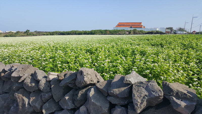 sky, white flowers, plant, buckwheat lawn, growth, built structure, environment, vegetable, crop, no people, day, solid, landscape, land, red roof, stone wall