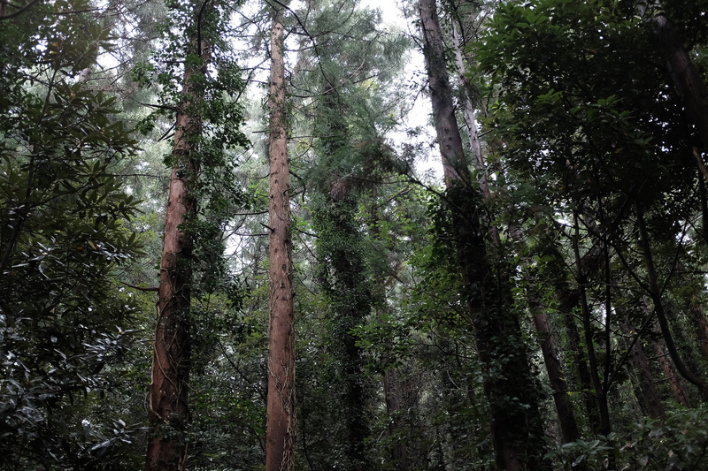 tree trunk, wet, jeju-do, growth, tree, woodland, rainforest, tranquil scene, 231project, low angle view, land, pine woodland, day, coniferous tree, south korea