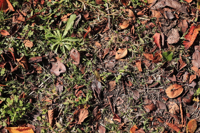 nature, plant part, korea, winter, dry, outdoors, south korea, 5K, day, change, leaves, backgrounds, growth, grass, jeju-do, no people, messy, falling