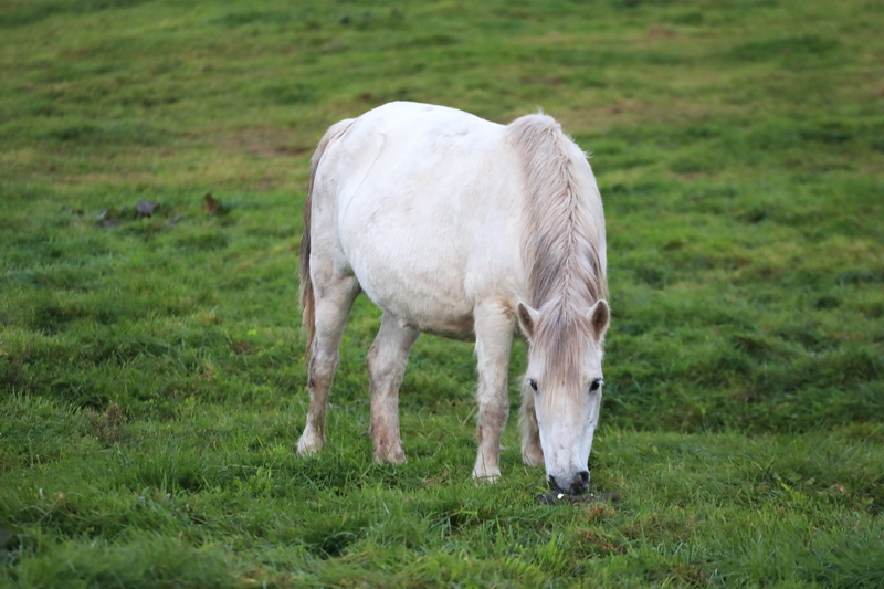 outdoors, agriculture, herbivorous, animal wildlife, one animal, nature, green color, domestic, vertebrate, plant, domestic animals, grass, south korea