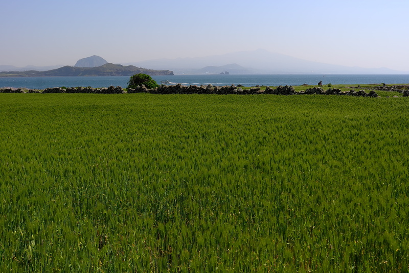 horizontal, farming, wind, halla, wave, jeju-do, green, rural scene, gapa island, outdoors, 4K, kapa-do, travel, agriculture, landscape, environment, plant