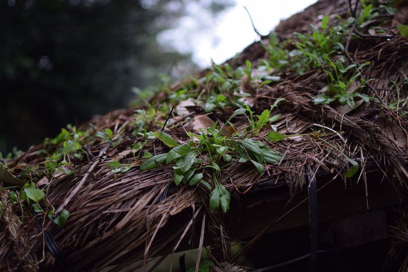 day, forest, 5K, south korea, roof, growth, jeju-do, land, selective focus, plant part, beauty in nature, plant, no people, leaf, architecture, tree, nature