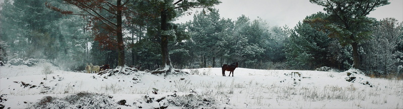 forest, winter, leisure activity, lifestyles, one person, real people, day, mammal, nature, plant, jeju-do, white color, horses, one animal, snow, cold temperature