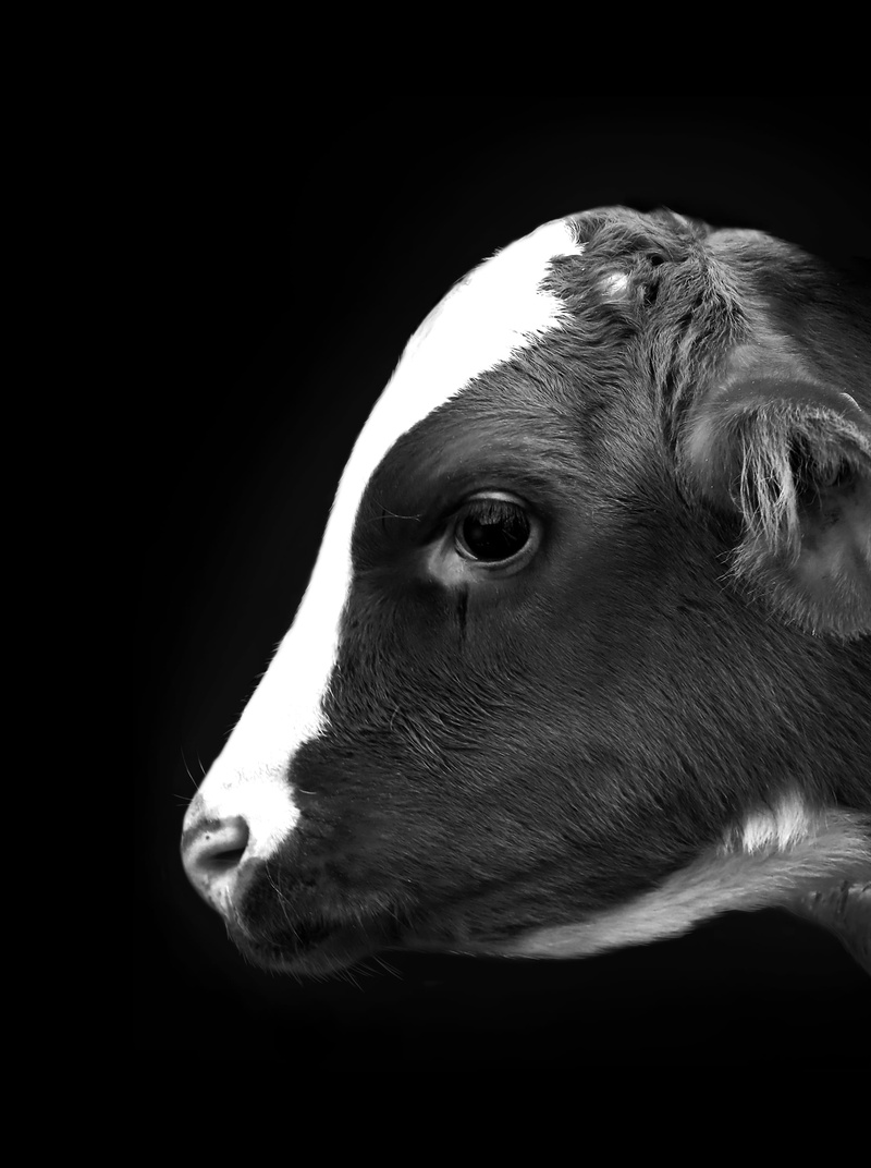 side view, eye, animal, one animal, fur, profile view, dairycattle, pets, south korea, baby, milkcow, domestic animals, animal head, domestic, animal themes