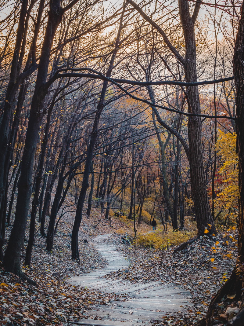 outdoors, land, tree trunk, bare tree, beauty in nature, seoul, growth, trees, no people, tranquil scene, environment, bare, walking, change, trunk, nature