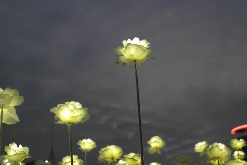 focus on foreground, fragility, flowering plant, beauty in nature, night view, yellow, 5K, plant stem, freshness, flower, rose, white roses, plant, close-up