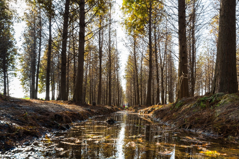 season, scenics, water, tranquility, beauty In Nature, nature, korea national, 5K, outdoors, trunk, flowing water, Woodland, tree trunk, wilderness Area