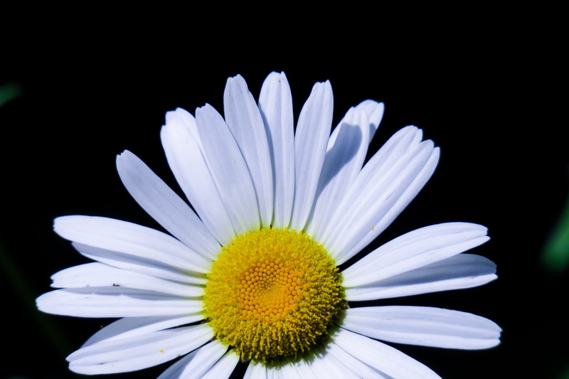 pollen, beautiful, vulnerability, softness, korea national, close-up, wild flowers, purity, flower, white, plant, fresh, natural, petal, beauty in nature