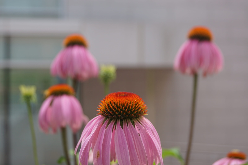 flowering plant, close-up, day, outdoors, beautiful scene, plant, petal, coneflower, inflorescence, south korea, random pictures, focus on foreground, seoul national university
