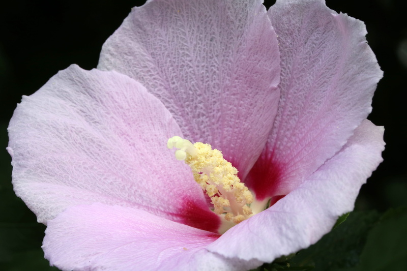 plant, floral emblem, beauty in nature, flower head, growth, petal, softness, no people, rose of sharon, pink, freshness, pink color, flowers, south korea national