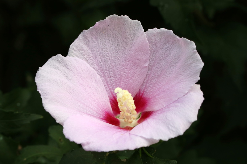 south korea national, 4K, growth, pink, pink flower, flower, korea, colorful, rose of sharon, pink color, outdoors, flowers, plant, vulnerability, flowering plant