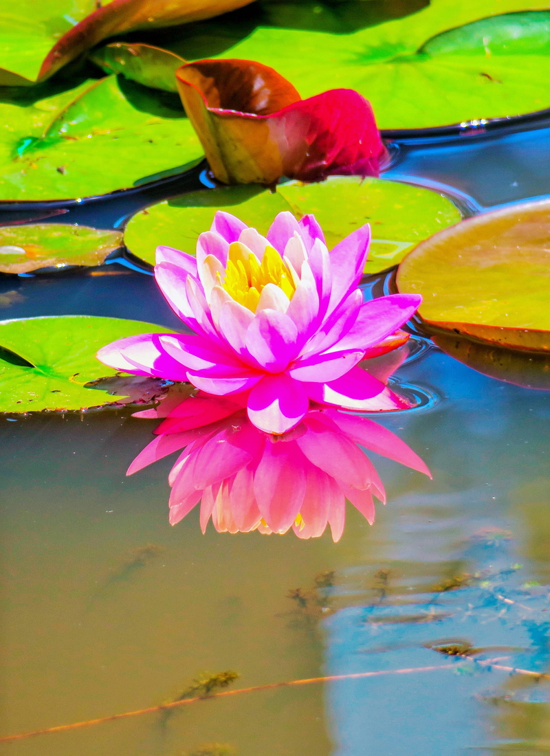 showy flowers, plant, purple, natural, pollen, flowers, lotus, fragility, beauty in nature, lotus water lily, flowering plant, close-up, pink color, inflorescence