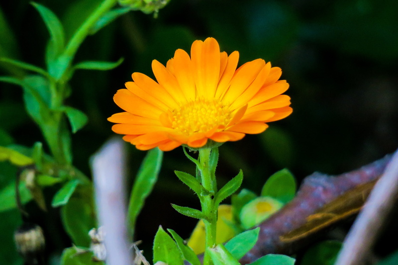 fragility, no people, wild flowers, selective focus, flowering plant, inflorescence, green color, korea national, leaf, outdoors, in full bloom, growth