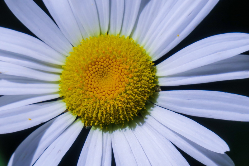 freshness, flower, fragility, flower head, close-up, daisy, flowering, growth, day, white, gazania, petal, no people, summer, outdoors, in full bloom, 5K