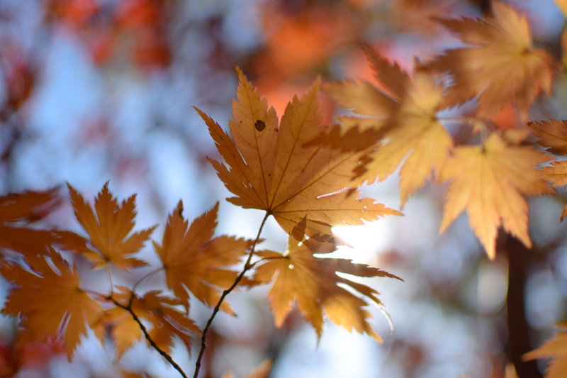 maple tree, south korea, no people, nature, plant part, autumn collection, bukhansan national park, close-up, focus on foreground, orange color, park, goyang-si
