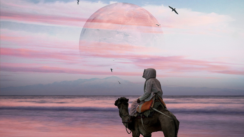 Hani Jamal, camels, 1080P