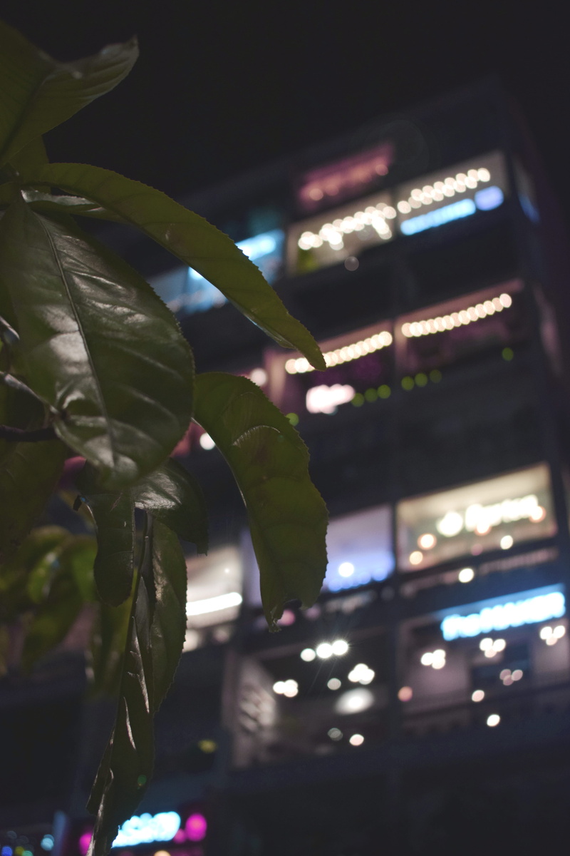 plant part, low angle view, contrast, building exterior, night, green color, illuminated, green, lens flare, ho chi minh city, city, hochiminh, selective focus