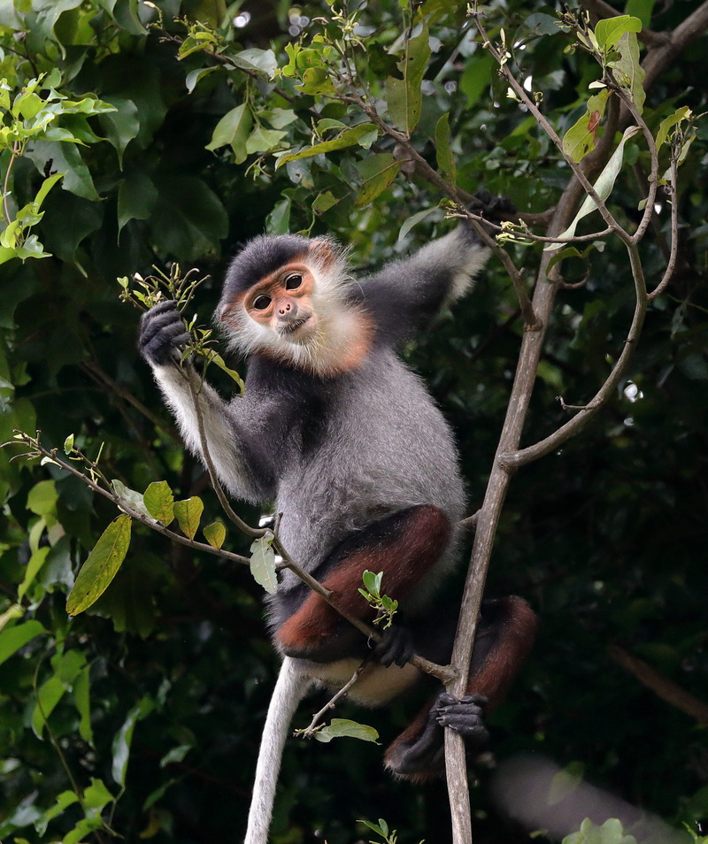 tree, monkey, species shanked brown, day, focus on foreground, animals in the wild, vietnam, da nang city, growth, branch, no people, animal, sitting, vertebrate