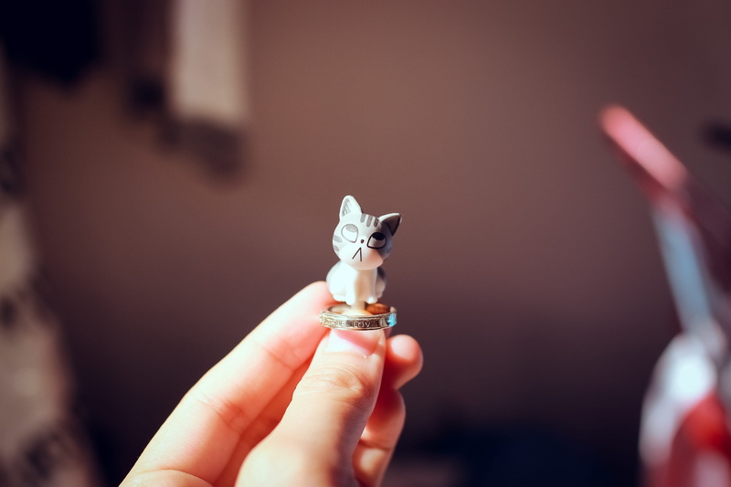 wish, lifestyles, 5K, focus on foreground, cat, toy, hand, women, holding, small, adult, day, human body part, human finger, jewelry, body part, real people