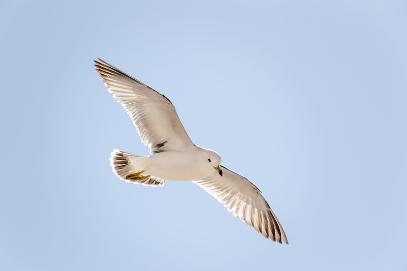 copy space, korea, vertebrate, animal, busan, clear sky, white color, animal wing, bird, animal themes, spread wings, outdoors, animals in the wild, seagull