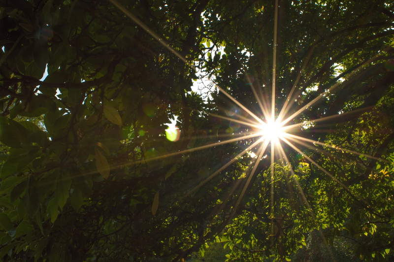 sunbeam, tranquil scene, plant part, low angle view, plant, tranquility, passing, rays, park, sky, crown, lens flare, tree, nature, branches, bright, no people