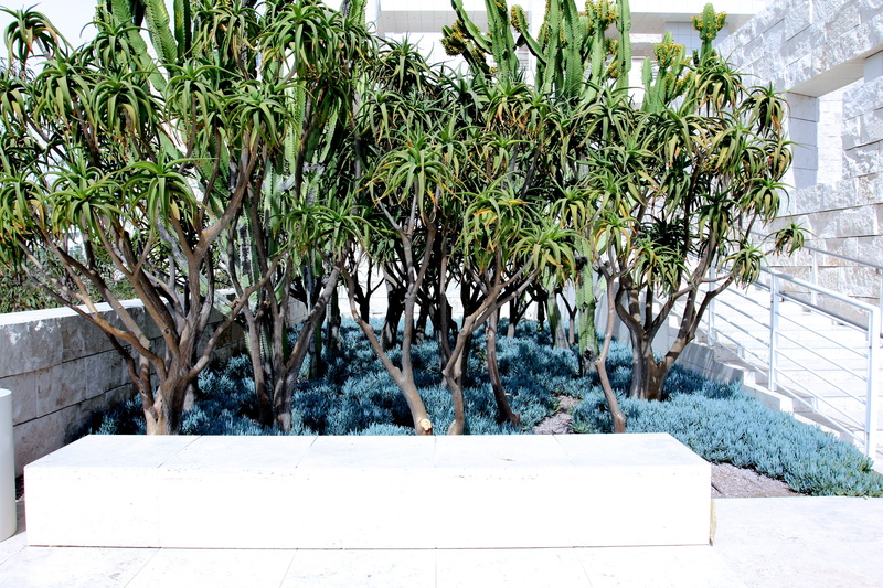 plant part, museum, tree, beauty in nature, white, plant, the getty, 4K, building, los angeles, retaining wall, sunlight, united states, sunny, growth
