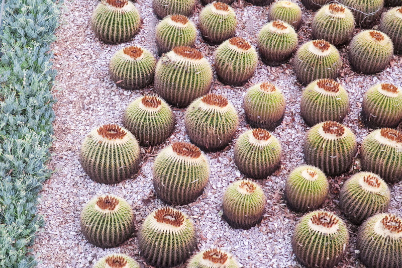 succulent plant, barrel cactus, day, the getty, field, 2K, still life, thorn, plant, outdoors, high angle view, united states, spiky, cactus, close-up
