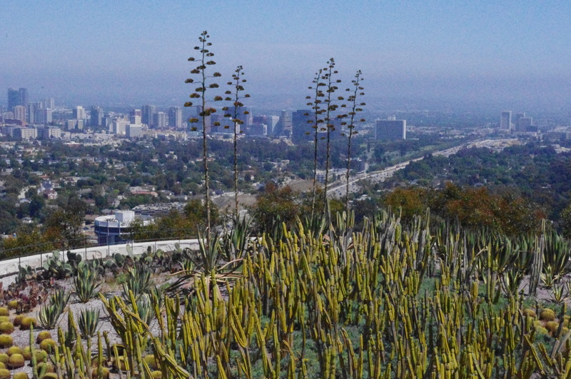 field, wilshire boulevard, 4K, land, built structure, cityscape, building, united states, nature, architecture, growth, tree, day, skyscraper, downtown la