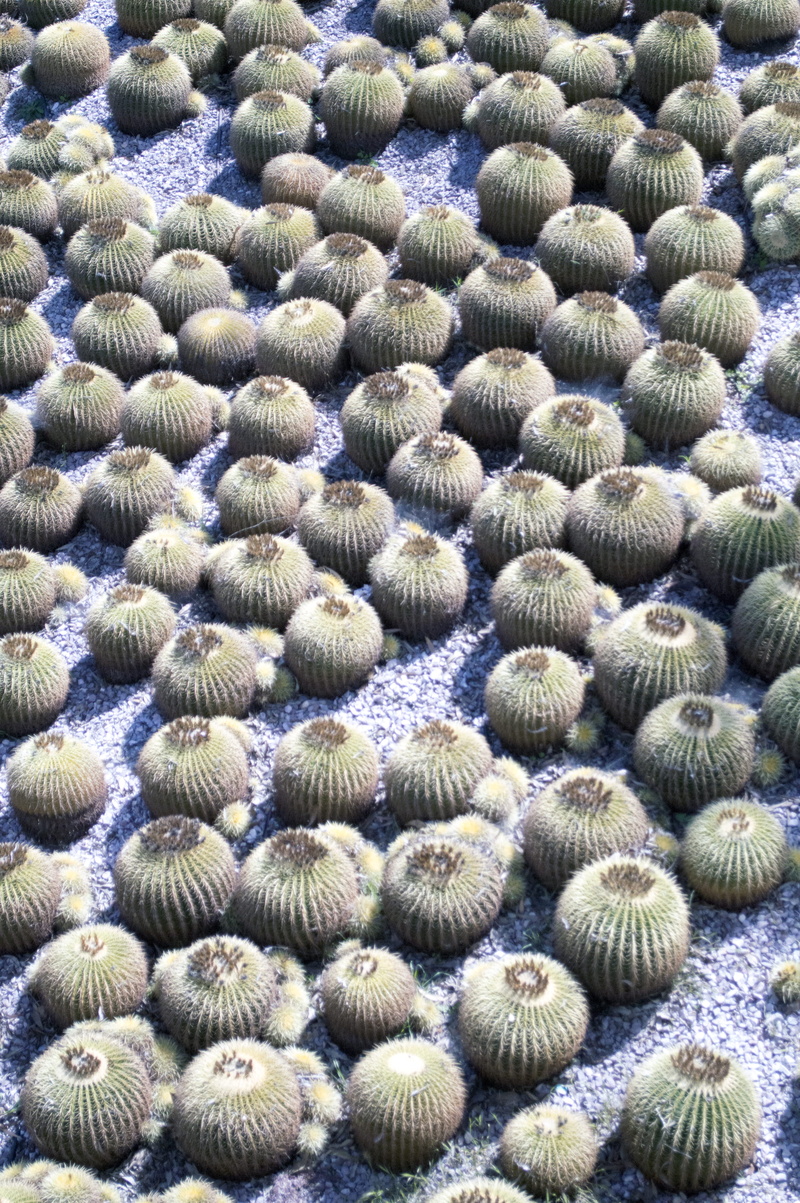 outdoors, cacti, high angle view, beauty in nature, animal themes, cactus, prickly, 5K, united states, gravel, full frame, backgrounds, nature, textured