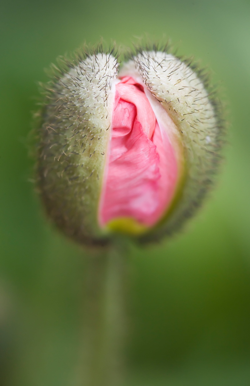bud, USA, flower, Los Angeles, Reset, nature, flower bud, California  Common, J. Paul Getty Museum, Getty Center, United States of America, selective, pink